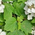 Hydrangea quercifolia Blad