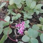 Sedum sieboldii Hábito