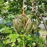 Brachychiton discolor Fruit