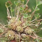 Trifolium suffocatum Libunga