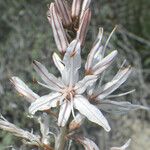 Asphodelus aestivus Flower