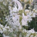 Salvia argentea Кветка