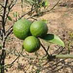 Citrus sinensis Fruit