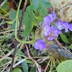 Prunella grandifloraFlower