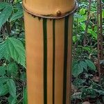Bambusa vulgaris Кора