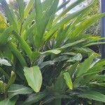 Alpinia zerumbet Fuelha