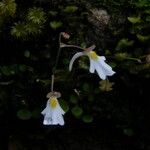 Utricularia striatula Květ