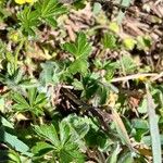 Potentilla verna Blatt