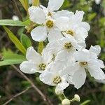 Exochorda × macrantha Flower