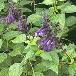 Salvia glabrescens Çiçek