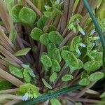 Claytonia rubra Blatt