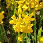 Genista sagittalis Flor