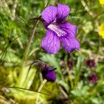 Pinguicula grandiflora Кветка