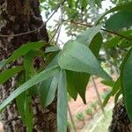 Qualea parviflora Leaf