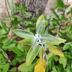 Salvia discolor Feuille