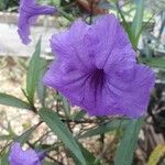 Ruellia simplex പുഷ്പം