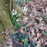 Cardamine trifolia Habitat