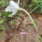 Gladiolus candidus Fiore