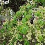 Ulmus glabra 整株植物