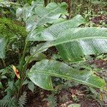 Heliconia bihai Blad