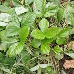 Fragaria vescaপাতা