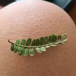 Prosopis pallida Leaf