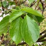 Cornus florida Blad