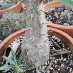 Pachypodium rosulatum বাকল