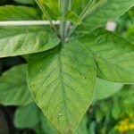Lysimachia punctata Leaf