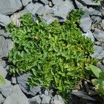 Lysimachia japonica Leaf
