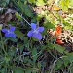 Viola sagittata Flower