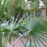 Copernicia alba Hoja