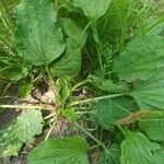 Plantago majorBlad