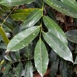Castanospermum australe Лист