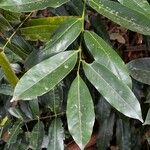 Castanospermum australe Leaf