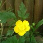 Ranunculus repensFlower