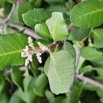 Rhus integrifolia Flors