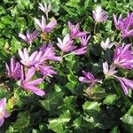 Colchicum speciosum 花