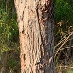 Eucalyptus botryoides Кора