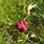 Hibiscus acetosella Blüte