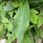 Digitalis grandiflora Hoja