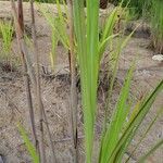 Typha domingensis Levél