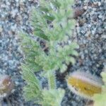 Pseudorlaya pumila ഇല