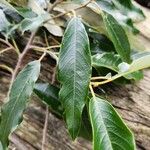 Alphitonia excelsa পাতা