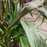Pennisetum glaucum 葉