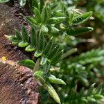 Oxytropis campestris Blad