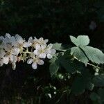 Rubus canescens 花