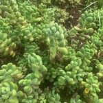 Crassula rogersii Hoja