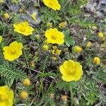 Potentilla hirta Flower
