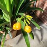 Clivia miniata Fruit